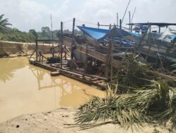 Gawat,, Oknum Ketua LAM Dusun Transos: Terlibat Aktivitas Tambang emas ilegal APH di Minta Bertindak 