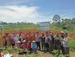 Desa Purwoharjo Panen Raya Jagung Seluas 3 Hektar lahan Program Ketahanan Pangan