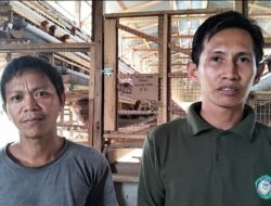 Buka Usaha Ayam Petelur, BUMDes Rindang Jaya Desa Perintis Rimbo Bujang Berupaya Cukupi Kebutuhan Masyarakat