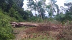 Aroma Busuk Dugaan Penyelewengan Koperasi Sawit, Petani Blokir Jalan