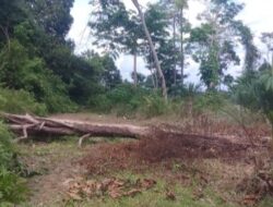 Aroma Busuk Dugaan Penyelewengan Koperasi Sawit, Petani Blokir Jalan