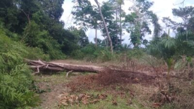 Aroma Busuk Dugaan Penyelewengan Koperasi Sawit, Petani Blokir Jalan
